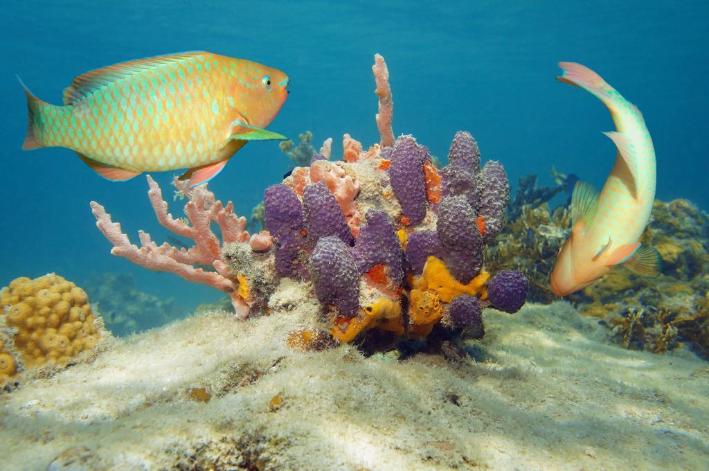 Dormio Bonaire Village Værelse billede