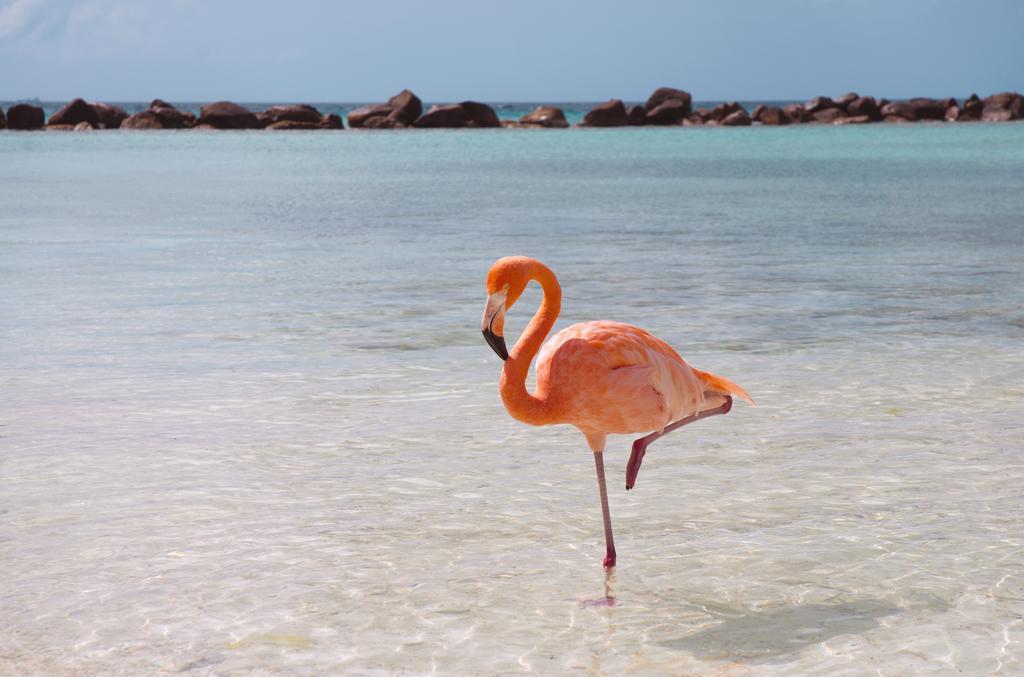 Dormio Bonaire Village Værelse billede